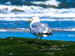 nice seagull