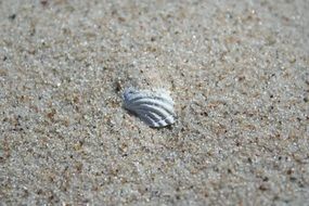 Seashell on sand