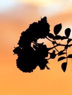 silhouette of a rose bush at sunset