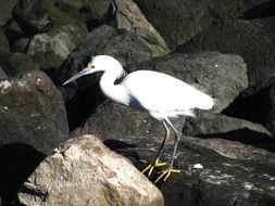 white heron on the rocks