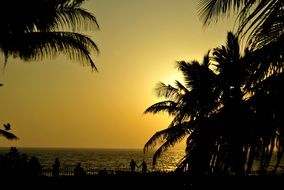 palm silhouettes trees sunset