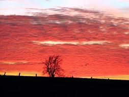 red sunset in the clouds over a lonely tree