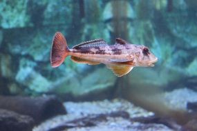 really beautiful small fish sea