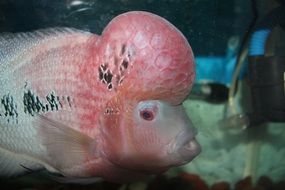 pink ocean fish close up