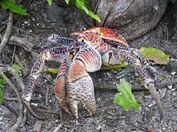 crab in the wild