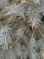 fir branch with needles close up