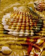 Shell and starfish as an illustration