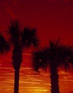 palm trees outlines orange sunset view