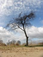 tree on the beach on a sunny day