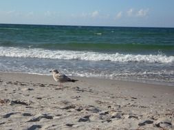 seagull on the beach near the waves