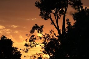 silhouettes of trees in orange twilight