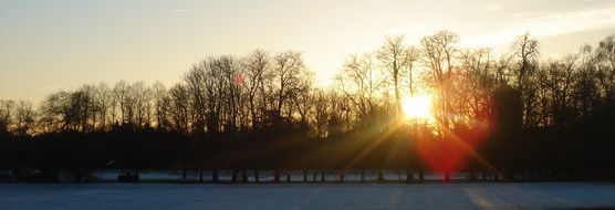 the sun behind the trees in the evening