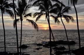 sunset over ocean and palm trees in mexico