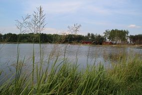 green grass on the banks of the reservoir