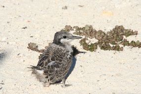 nestling of a grey backed tern in natural environment