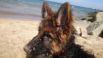 Wet German shepherd puppy