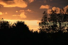 trees at dusk