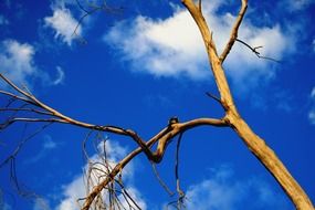 dry strange tree branches in the blue sky