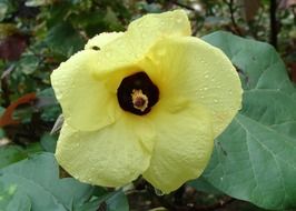 yellow flower of hibiscus in dew drops, india, kodagu