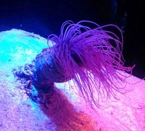 colorful sea anemone underwater