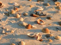 seashell shore