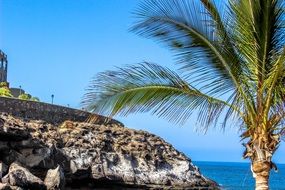 palm sea rock