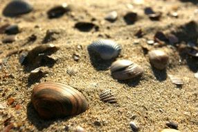 bright shells