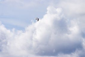 seagull in cloudy sky