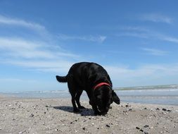 black labrador playing on the beach