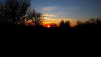 bush evening