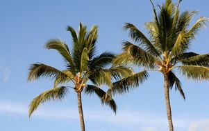 The tops of palms against the blue sky