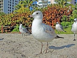 seagulls on sand close-up