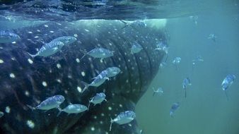 big and small fish underwater in an aquarium
