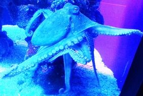 octopus in a blue backlit aquarium