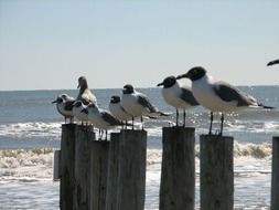 Beautiful black and white seagulls on the wooden pillars on the coast