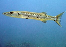 barracuda, fish underwater, cayman islands