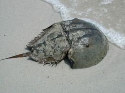 Macro photo of the horseshoe crab near the water