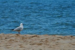 seagull on the sand near the water