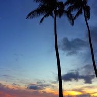 Palm on a tropical island