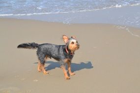 funny dog on beach
