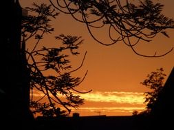 behind the tree branches orange sky