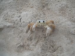 Cute little crab on sand on the beach