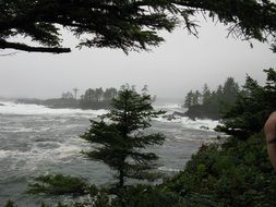 landscape of the trees on a coast of stormy ocean