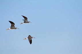 flock of three birds in the sky