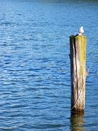 water wood pile, travemunde