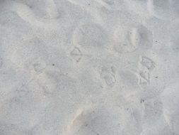 traces of seagulls on a sandy beach