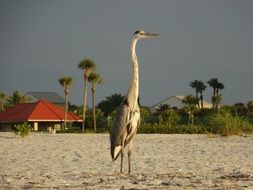 tropical heron on the beach