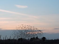 Flying bird flock