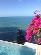 Colorful flowers on the pier in Jamaica