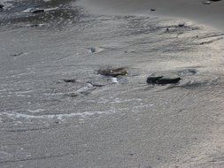 water on the shore with stones